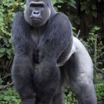 MLB Look-alikes: Jose Canseco and Silverback Gorilla